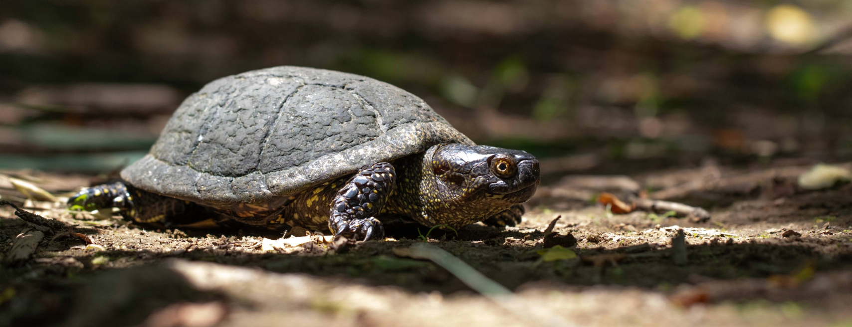 Projeto Water Bridges - Sessão de Sensibilização