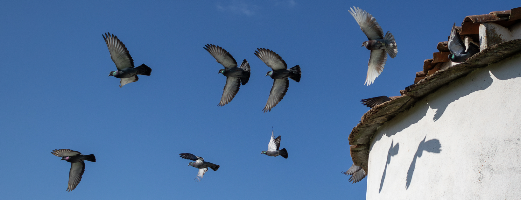 REGIMont - Centro de Regeneração da Paisagem de Montanha
