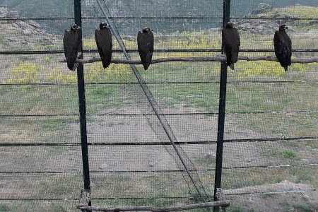 Terceiro grupo de abutres-pretos devolvido à natureza no Douro Internacional para reforçar colónia transfronteiriça