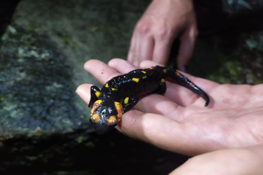 Biodiversidade do rio Vez salta à vista em passeio noturno que assinalou o Dia de Ação Comum pela Natureza 2022