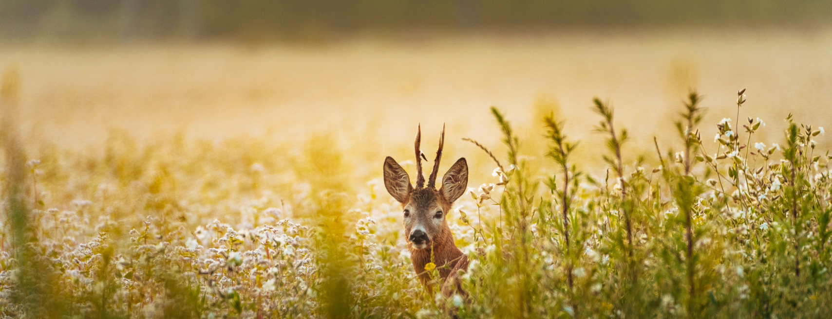Curso de Armadilhagem Fotográfica
7.ª Edição