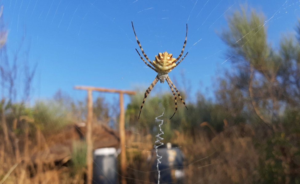 A aranha que se baloiça para escapar aos predadores