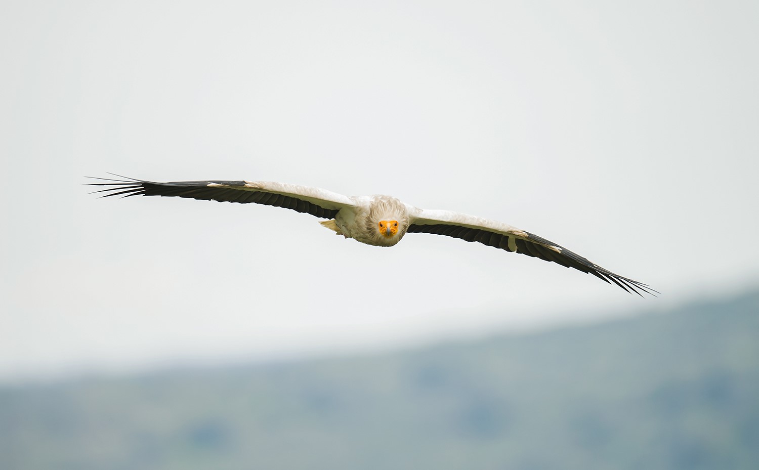 ASSOCIA-TE. Combate a perda de biodiversidade e a crise climática.