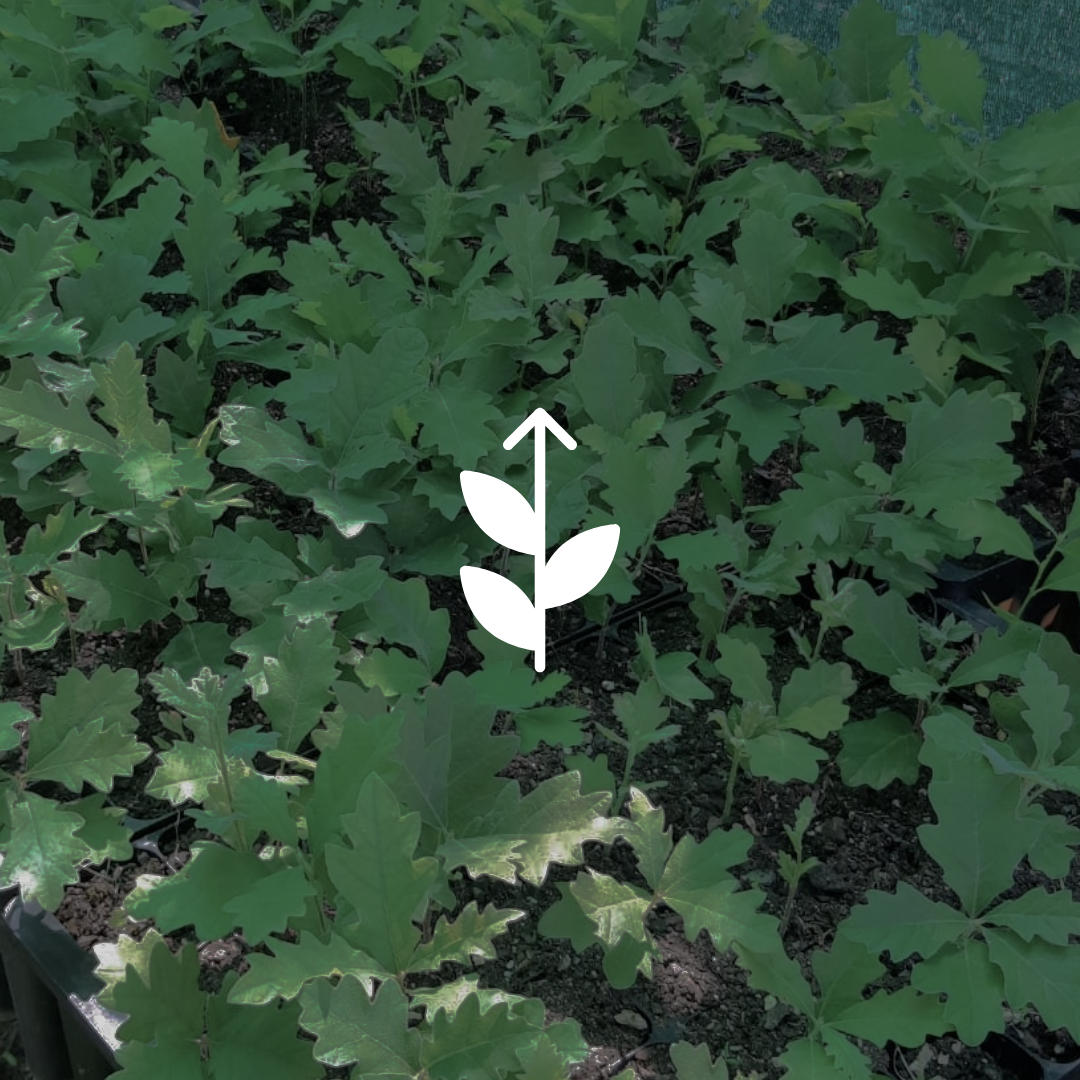 Contribuímos para o crescimento regenerativo