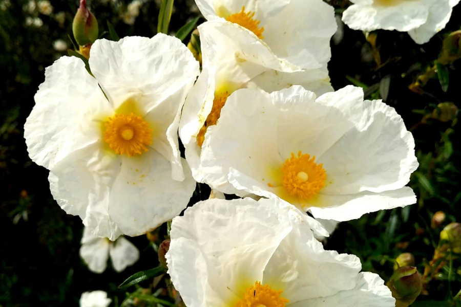 Descobre os nossos projetos de conservação da natureza e do património