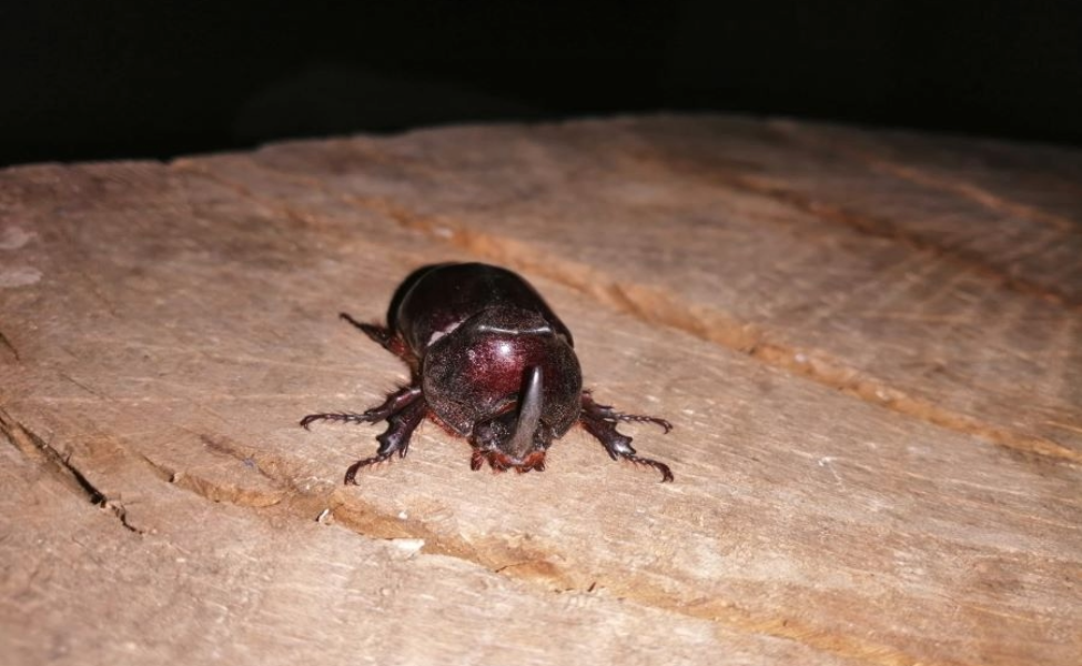 É um dos maiores escaravelhos da Europa, mas não faz mal a ninguém