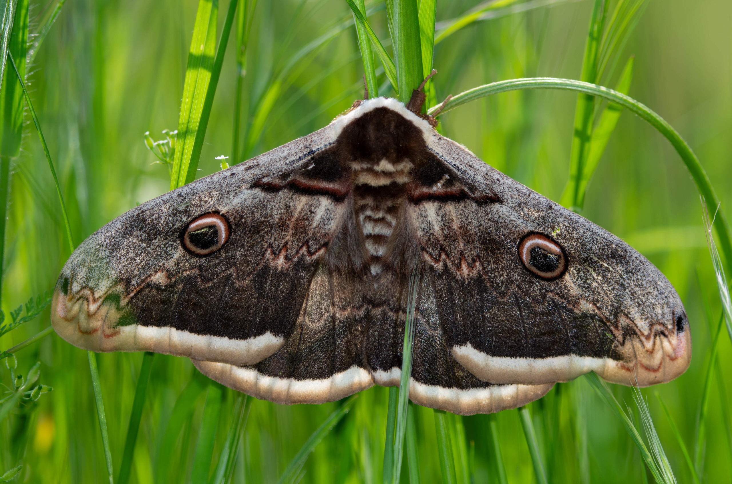 FAZ UM DONATIVO. Protege o nosso legado comum.