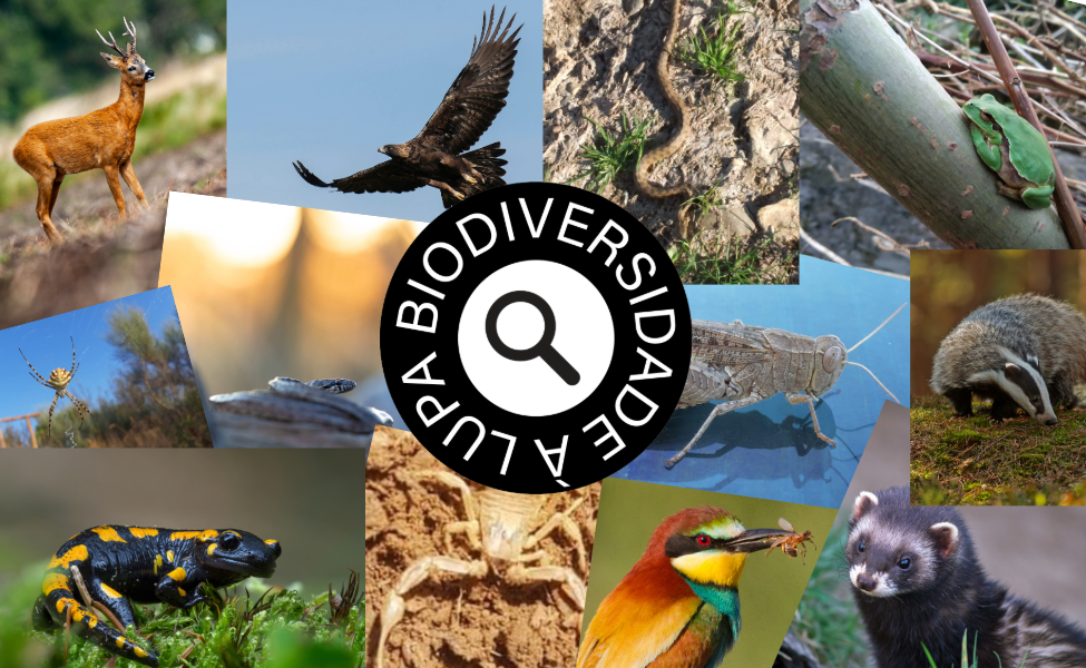 Há mais espécies de fauna e flora à tua volta do que imaginas