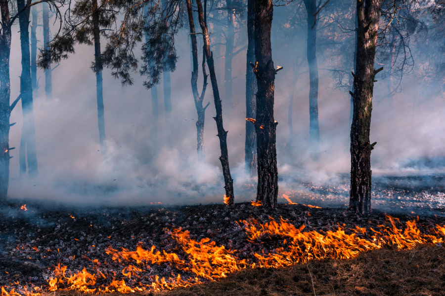 Manifesto por um pacto nacional pela floresta e pelo território