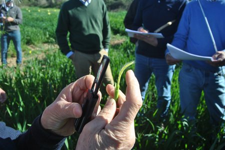 Dia de Campo e Formação reúne especialistas e agricultores com foco nos cereais e produção nacional