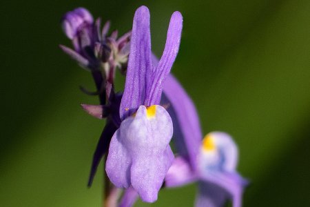 Linaria ricardoi: quando se planeia conservar o que comprovadamente já não existe
