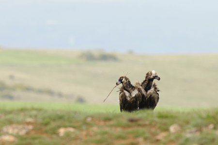 O fabuloso mundo dos abutres-pretos: aves podem criar laços sociais afetivos invulgares