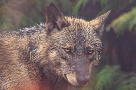 Organizações de ambiente criticam propostas de alteração ao PEPAC que enfraquecem esforços de conservação do lobo-ibérico
