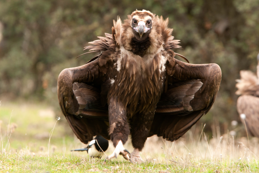 Dia Internacional dos Abutres: as aves que nos protegem estão em risco e precisam de todos