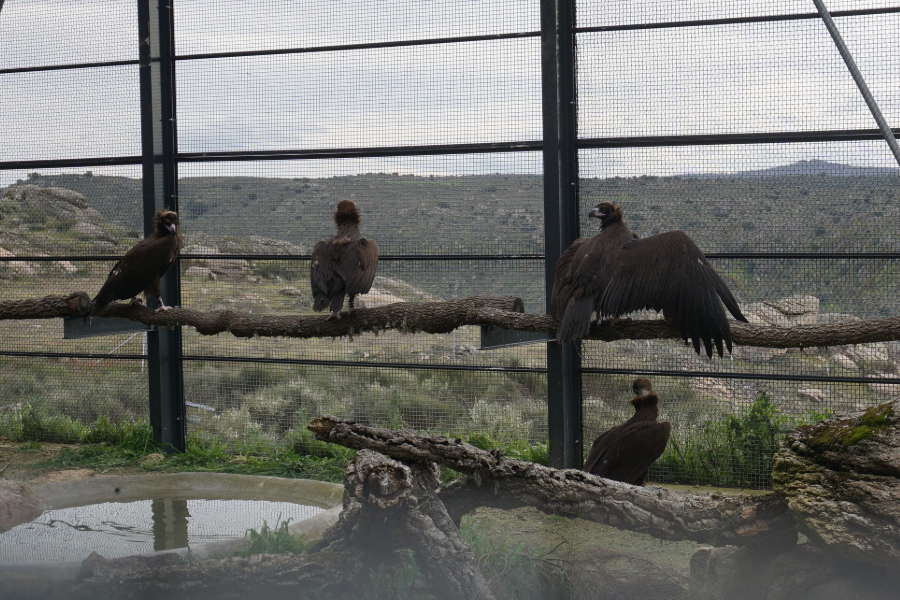 Mais seis abutres-pretos integram programa para reforçar a colónia do Douro Internacional