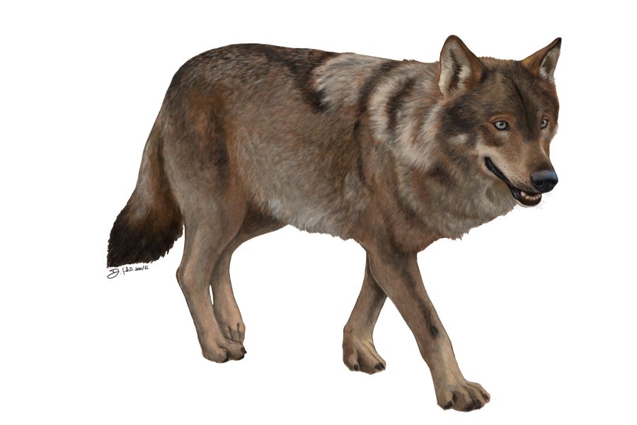 Nove ONGA portuguesas defendem que Espanha faa histria na conservao do lobo e inclua espcie na lista de proteo especial