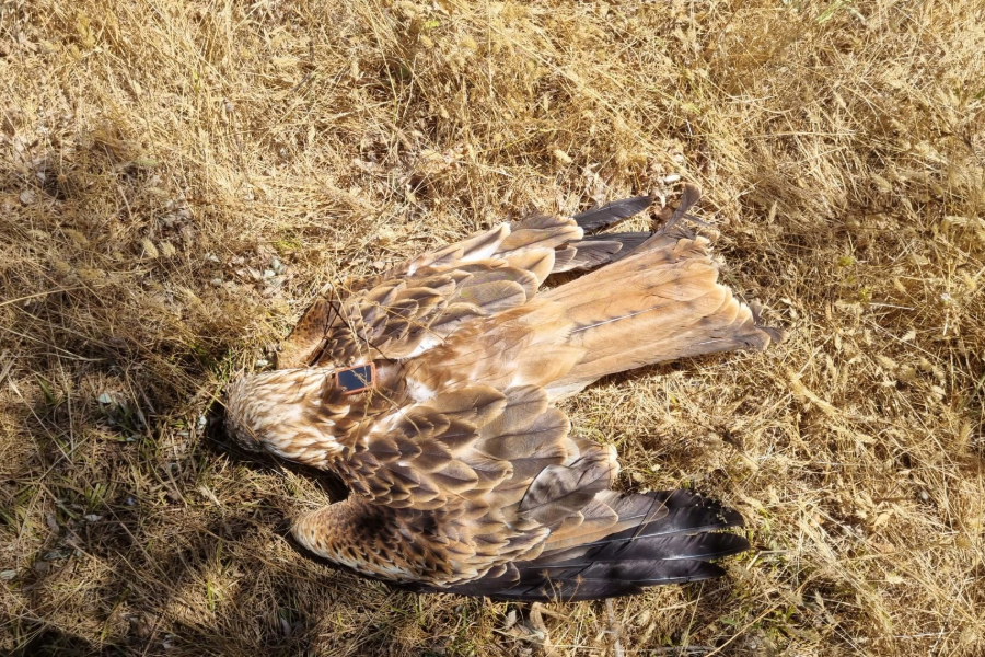 Quase 20 milhafres-reais encontrados mortos em caso suspeito de envenenamento em Almeida